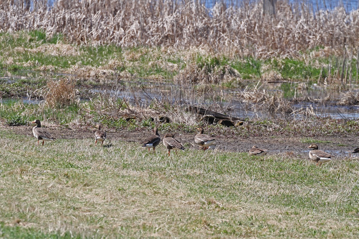 Greater White-fronted Goose - ML618670692