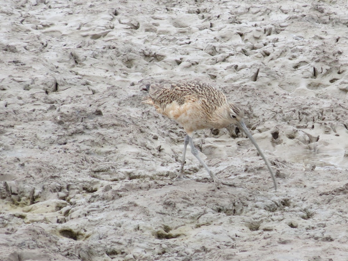 Long-billed Curlew - ML618670694