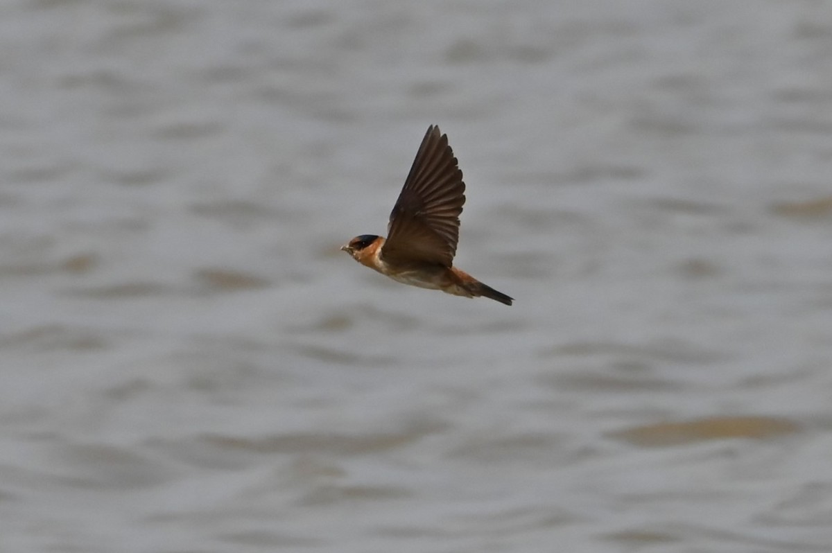 Cave Swallow - ML618670706