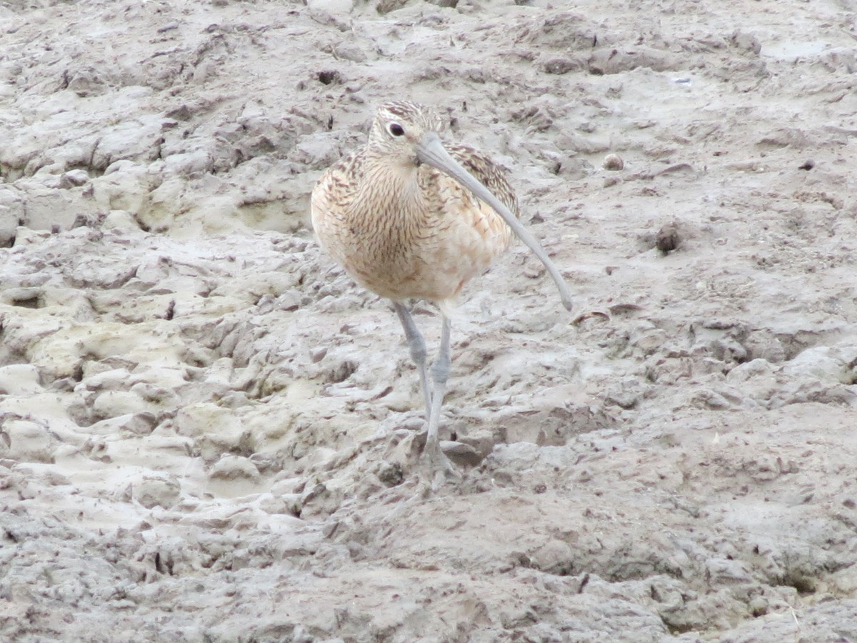 Long-billed Curlew - ML618670711