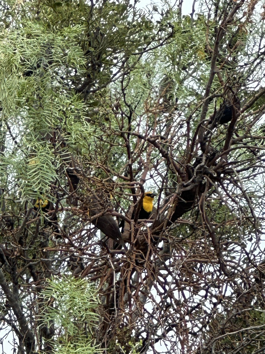 Yellow-headed Blackbird - ML618670717