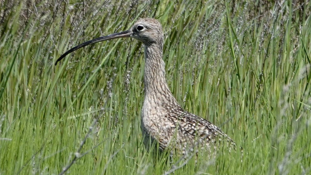 Long-billed Curlew - ML618670729