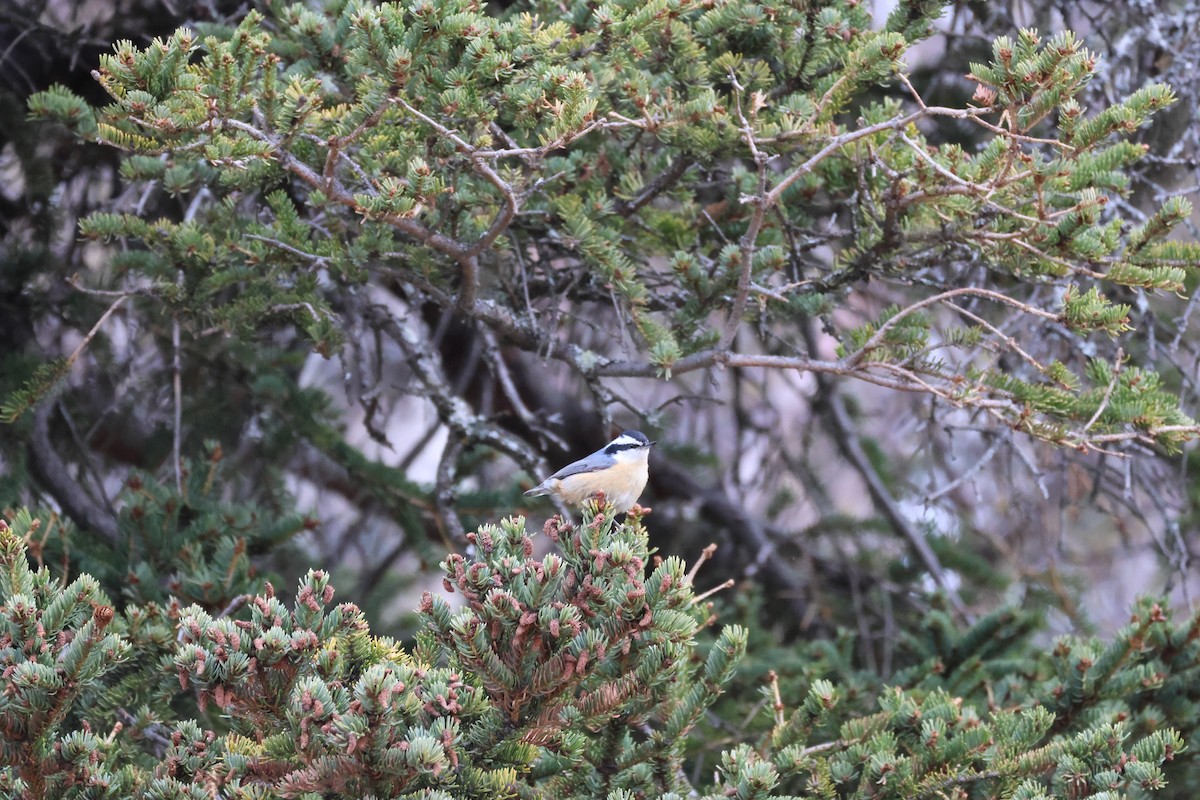 Red-breasted Nuthatch - ML618670736
