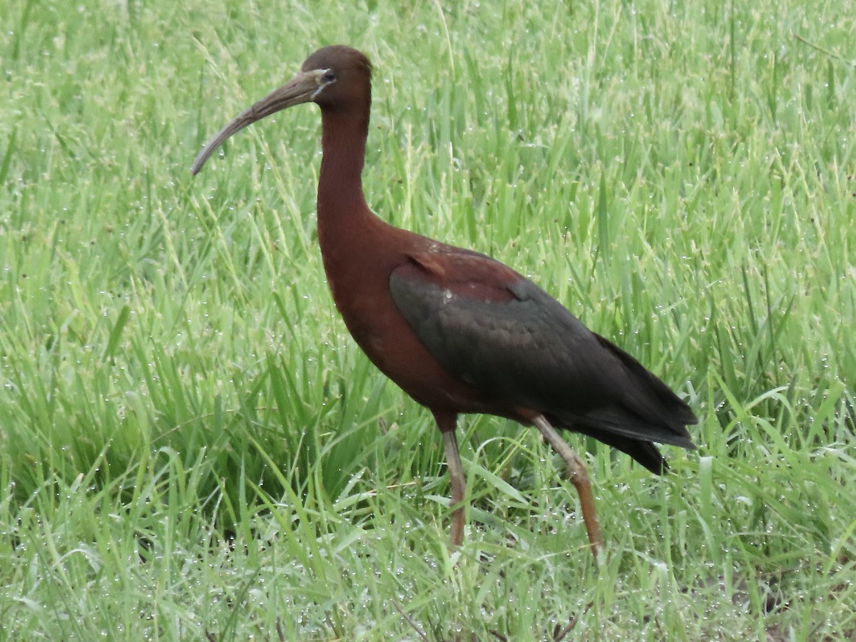 ibis hnědý - ML618670739