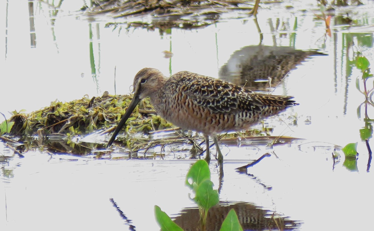 Long-billed Dowitcher - ML618670751