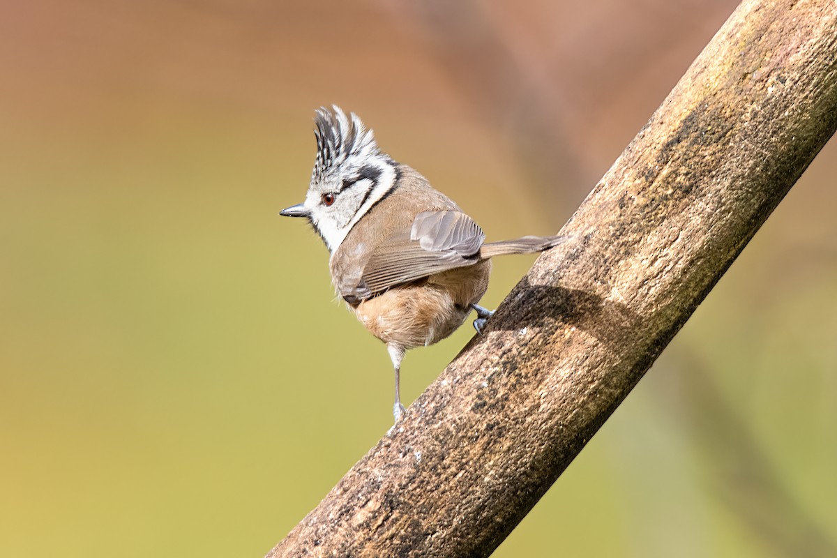 Crested Tit - ML618670787