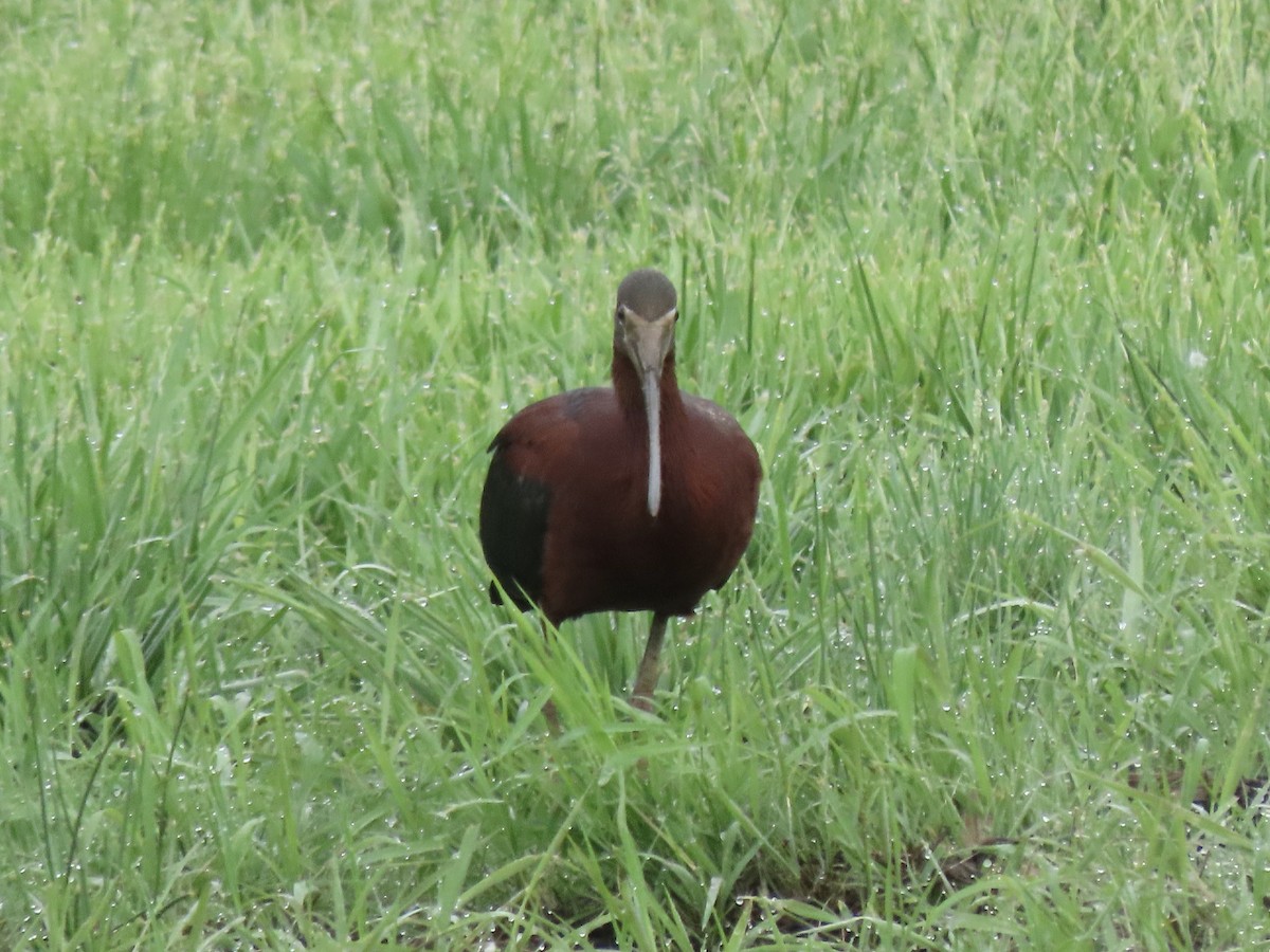 ibis hnědý - ML618670793