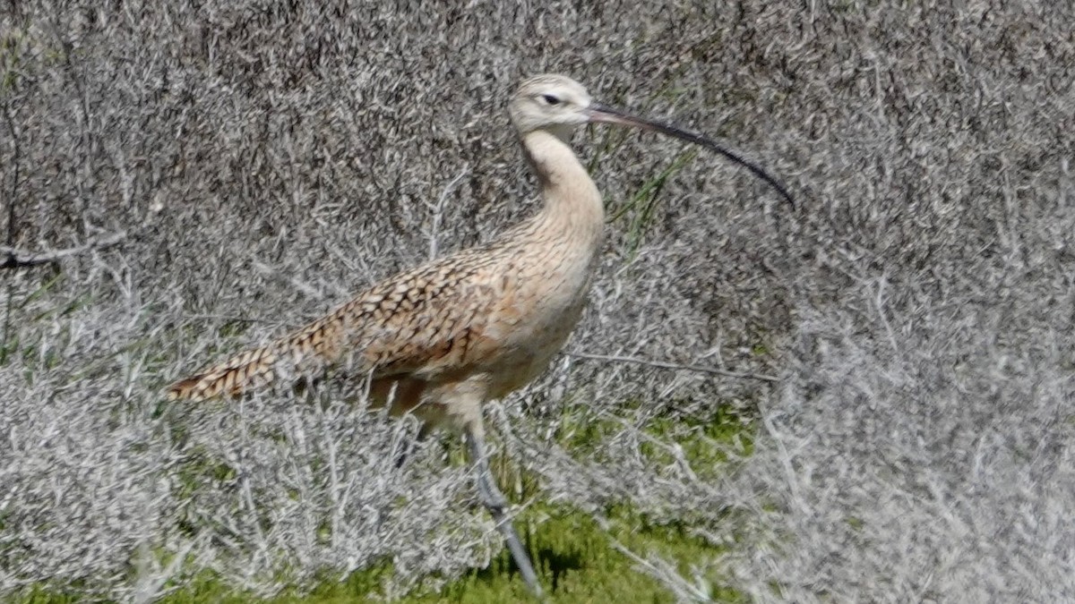 Long-billed Curlew - ML618670796