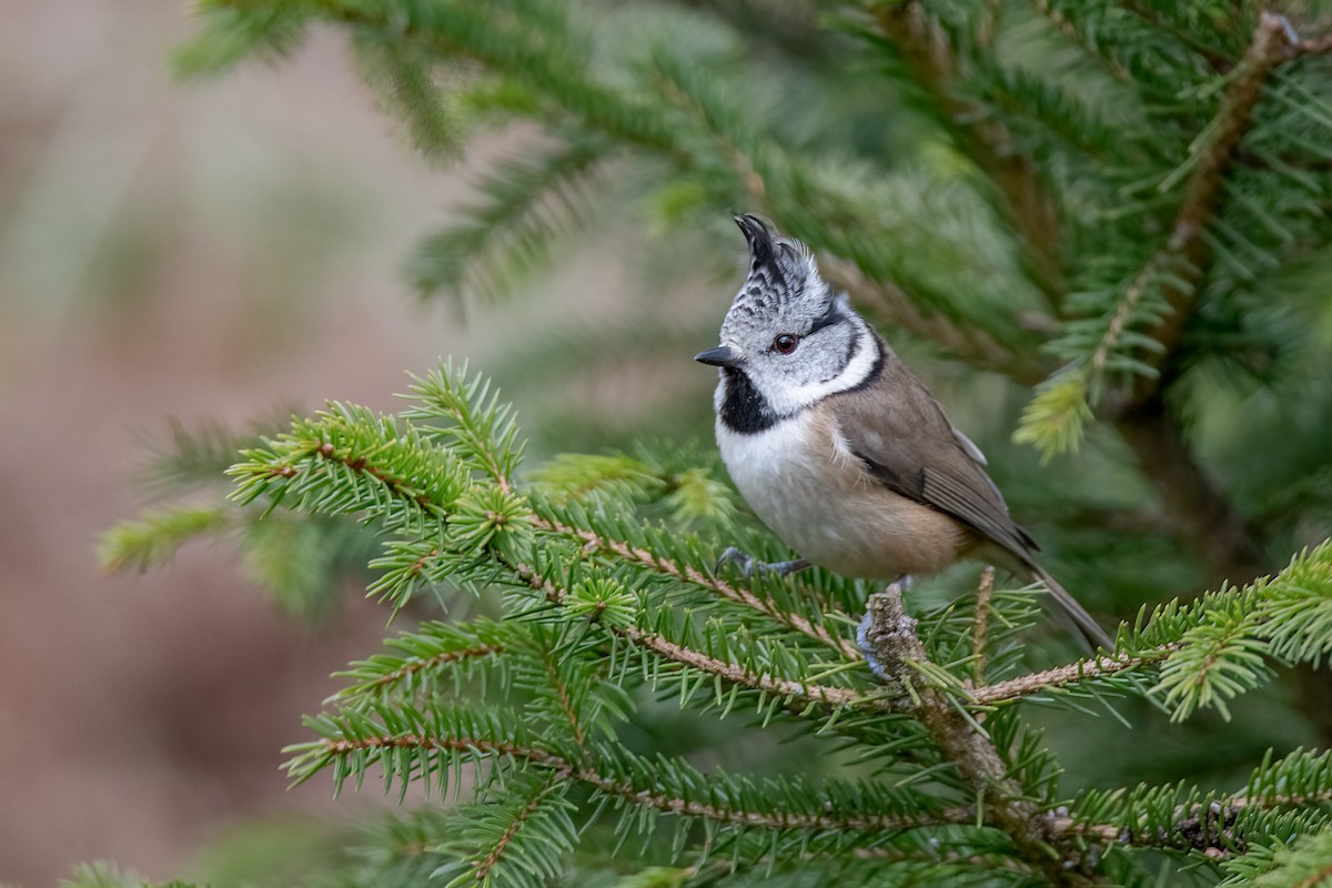 Crested Tit - ML618670810