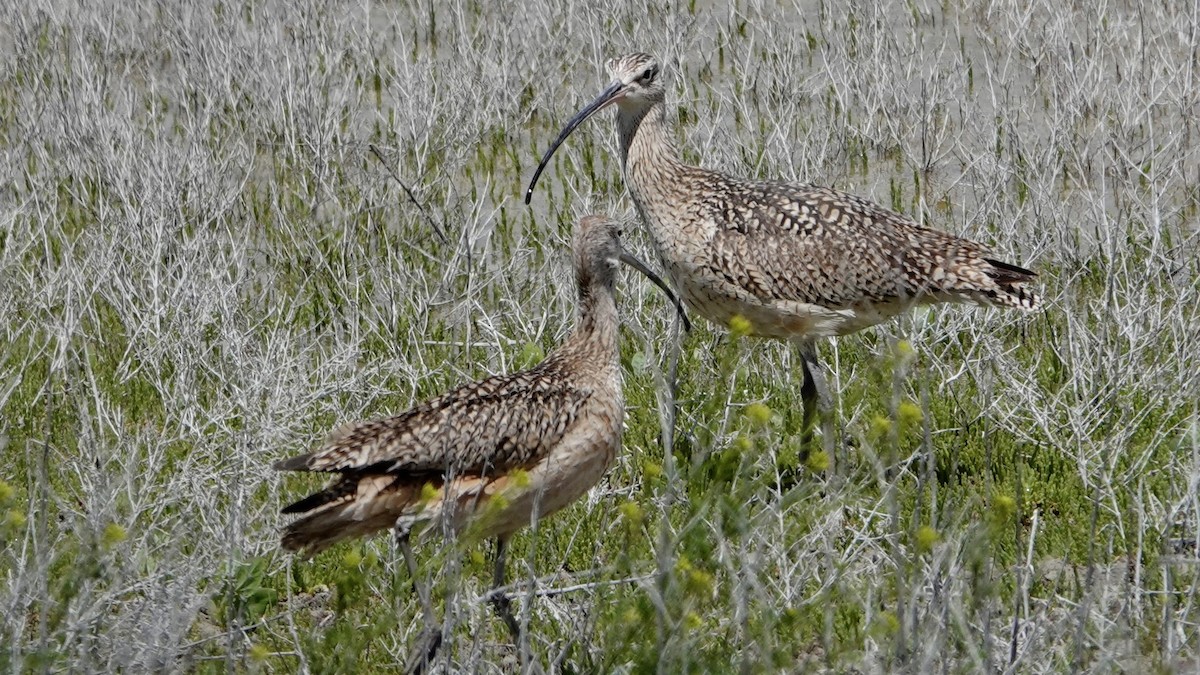 Long-billed Curlew - ML618670818