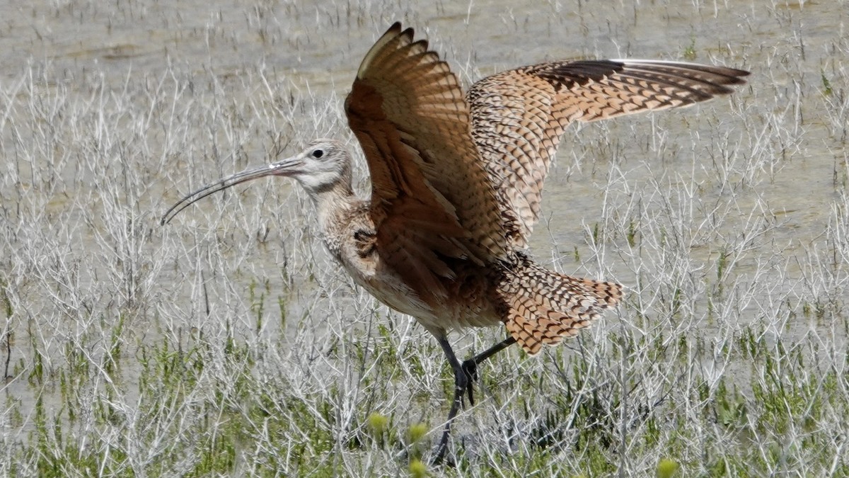 Long-billed Curlew - ML618670838