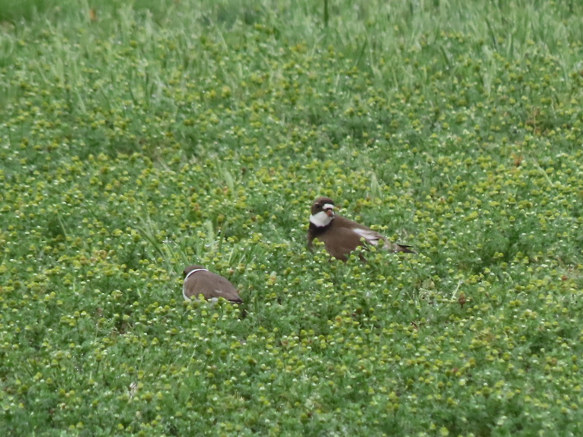 Semipalmated Plover - ML618670842