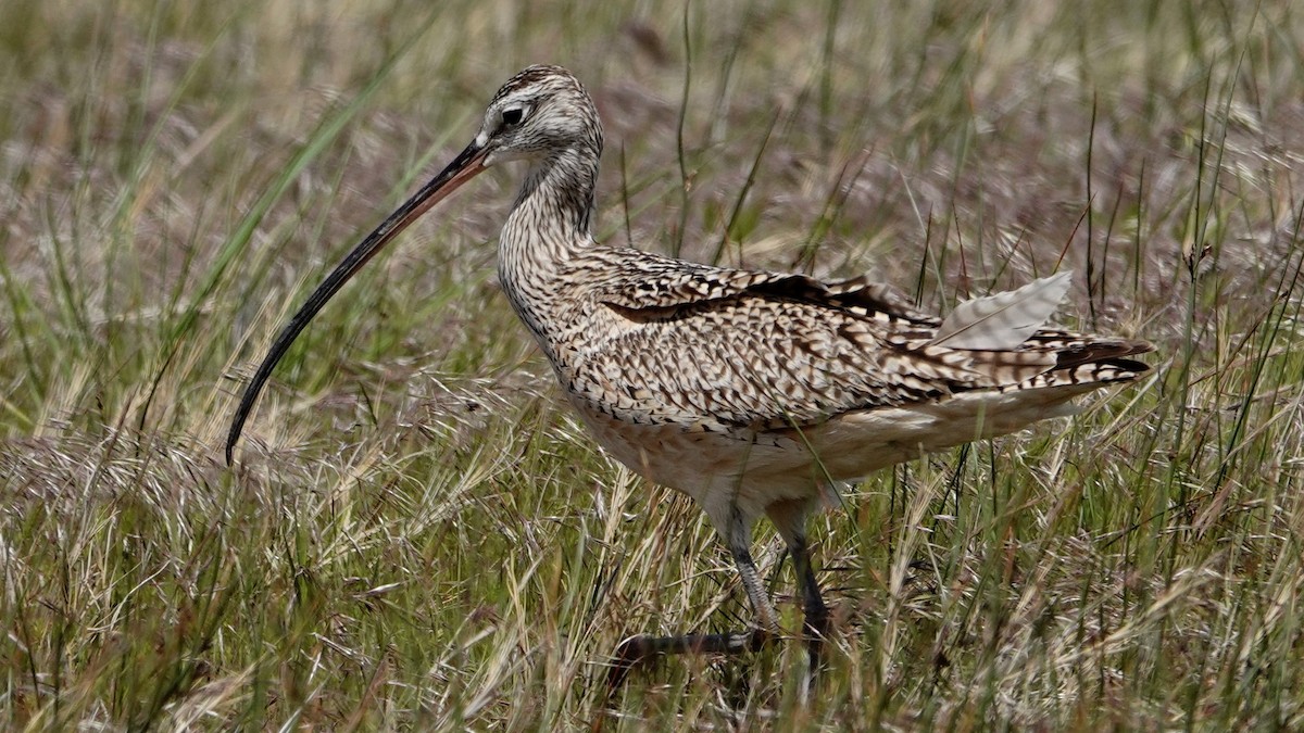 Long-billed Curlew - ML618670891