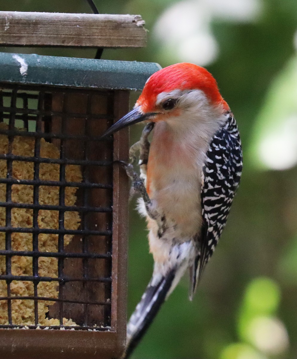 Red-bellied Woodpecker - ML618671007