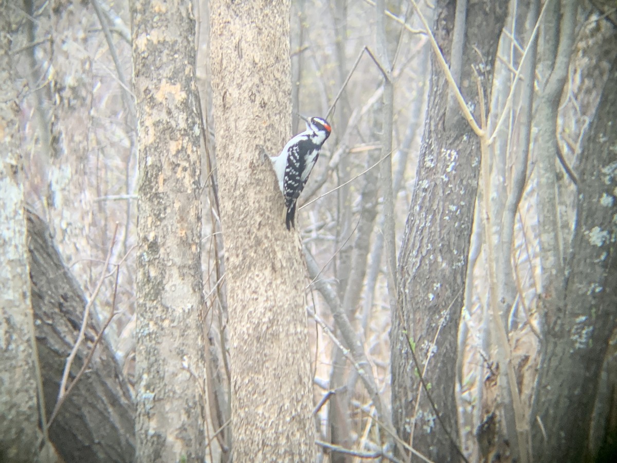 Hairy Woodpecker - ML618671014