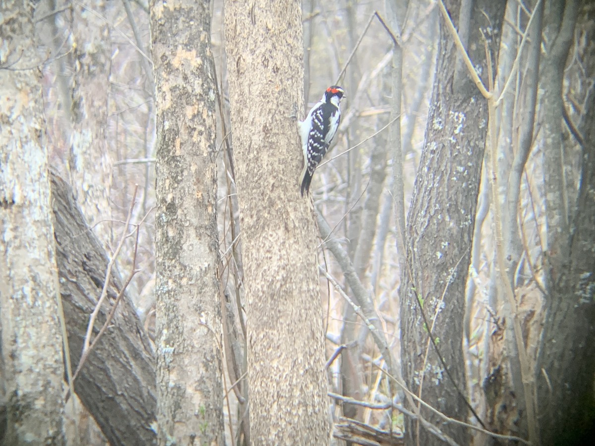 Hairy Woodpecker - ML618671015