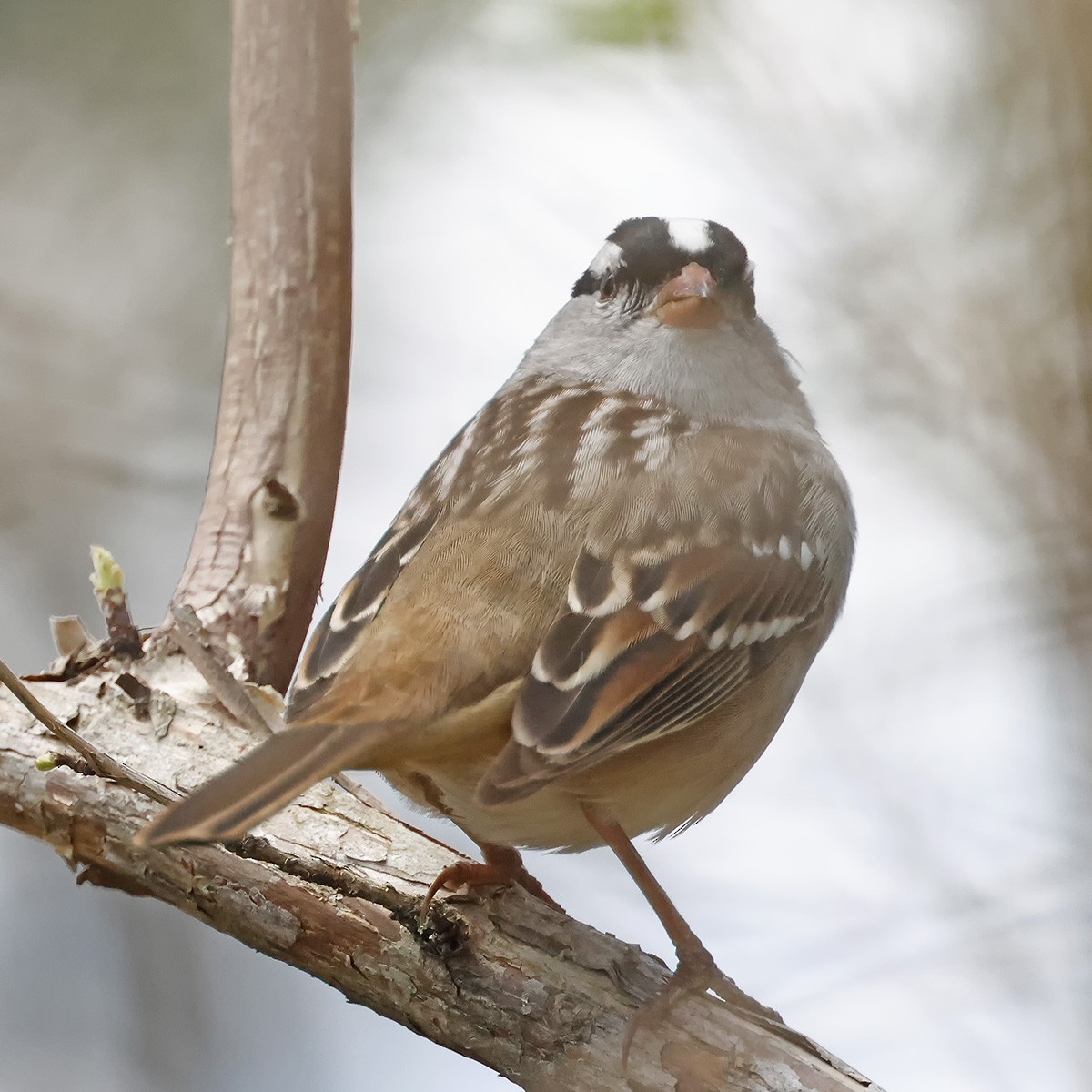 White-crowned Sparrow - ML618671028