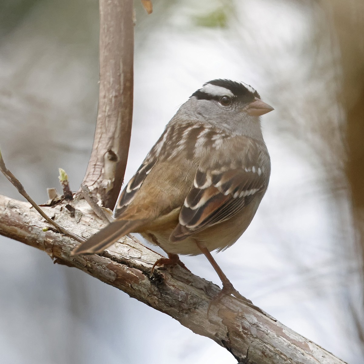 White-crowned Sparrow - ML618671029