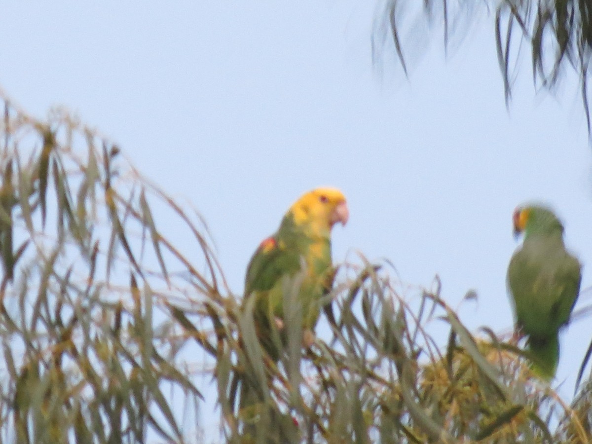 Yellow-headed Parrot - ML618671074