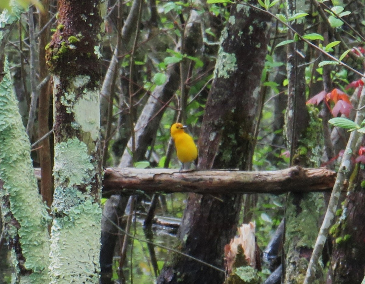 Prothonotary Warbler - ML618671081