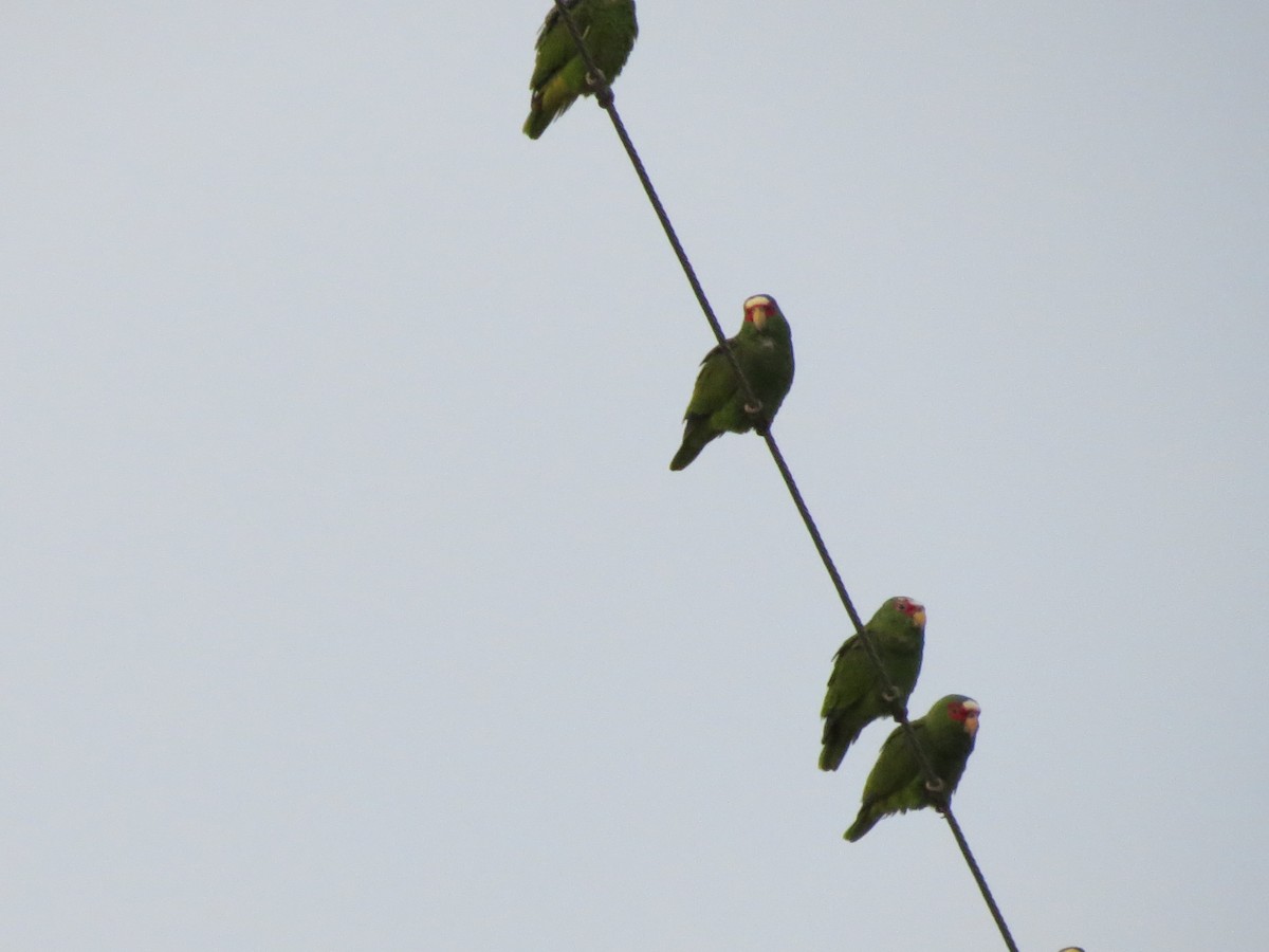 White-fronted Parrot - ML618671107