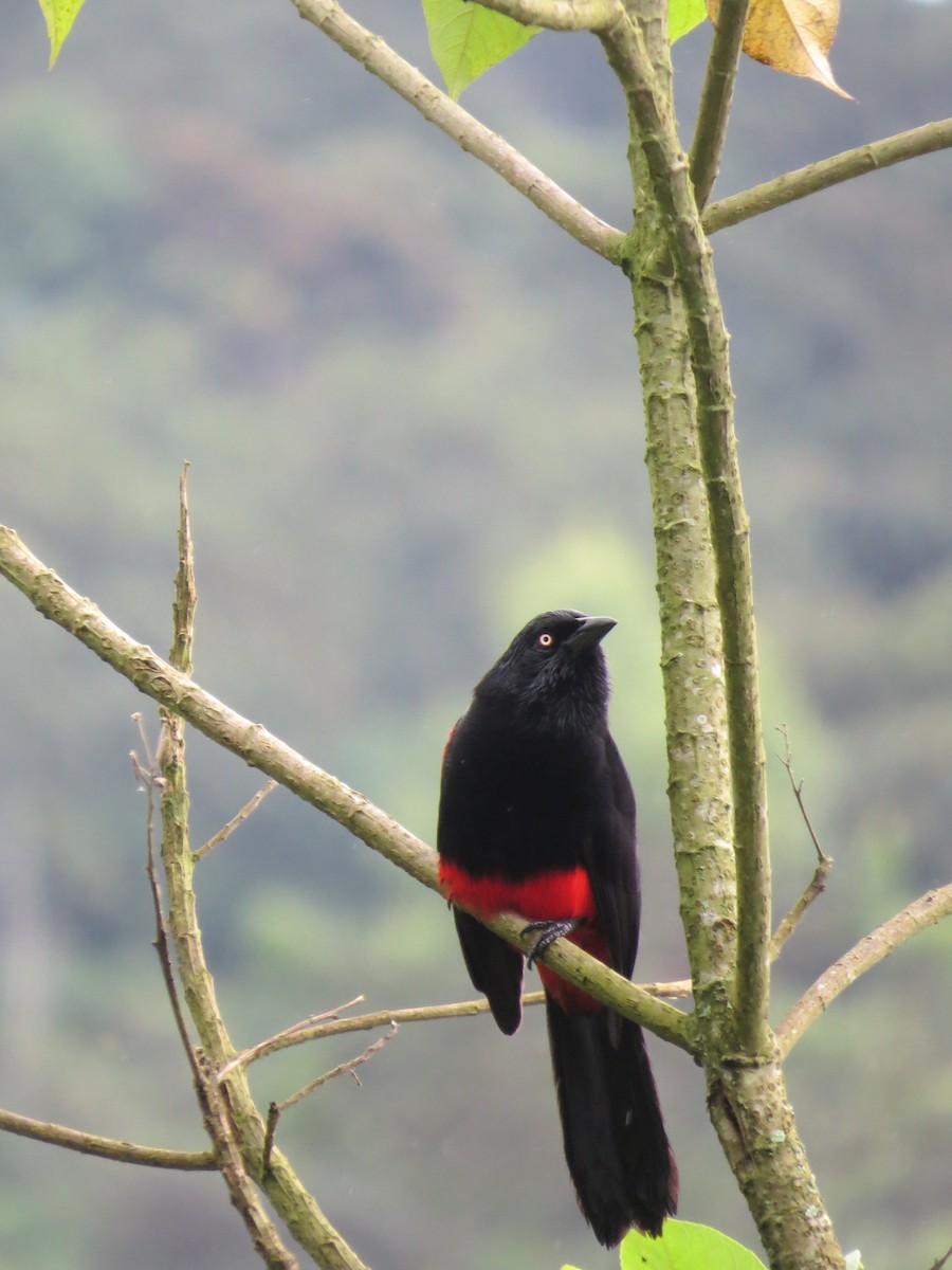 Red-bellied Grackle - ML618671117