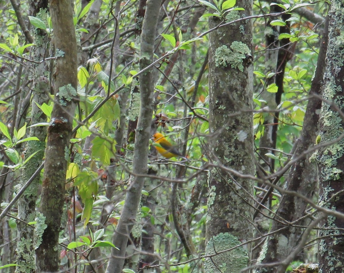 Prothonotary Warbler - ML618671123