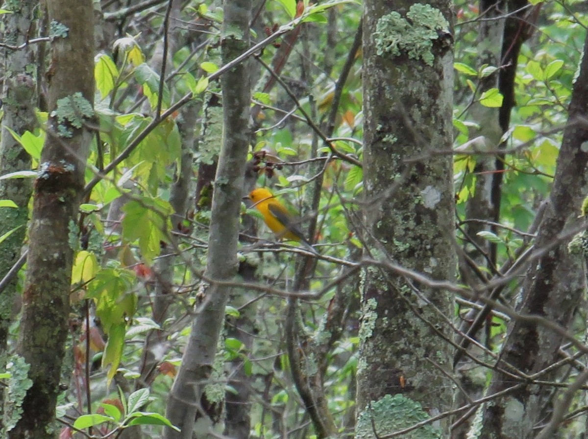 Prothonotary Warbler - ML618671128