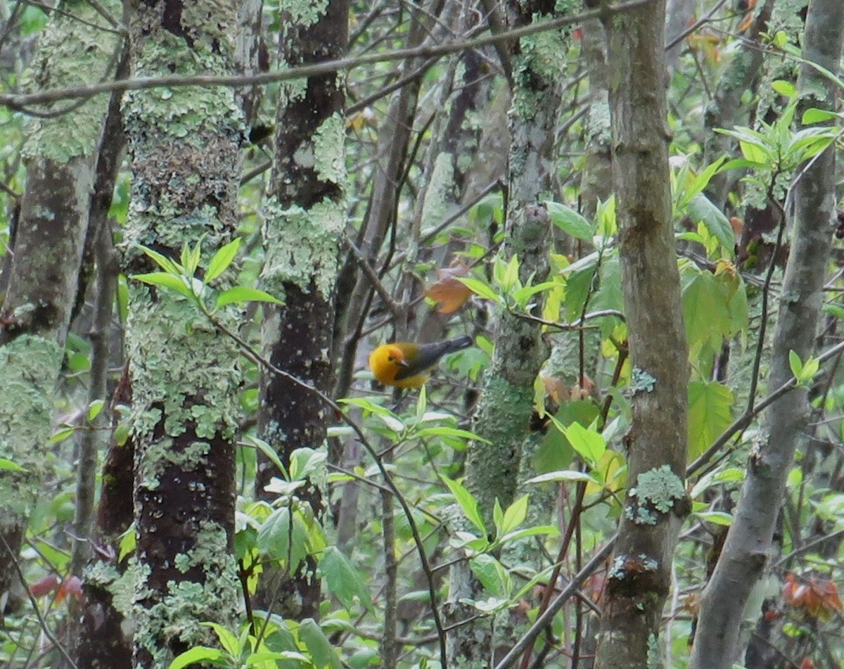 Prothonotary Warbler - ML618671135