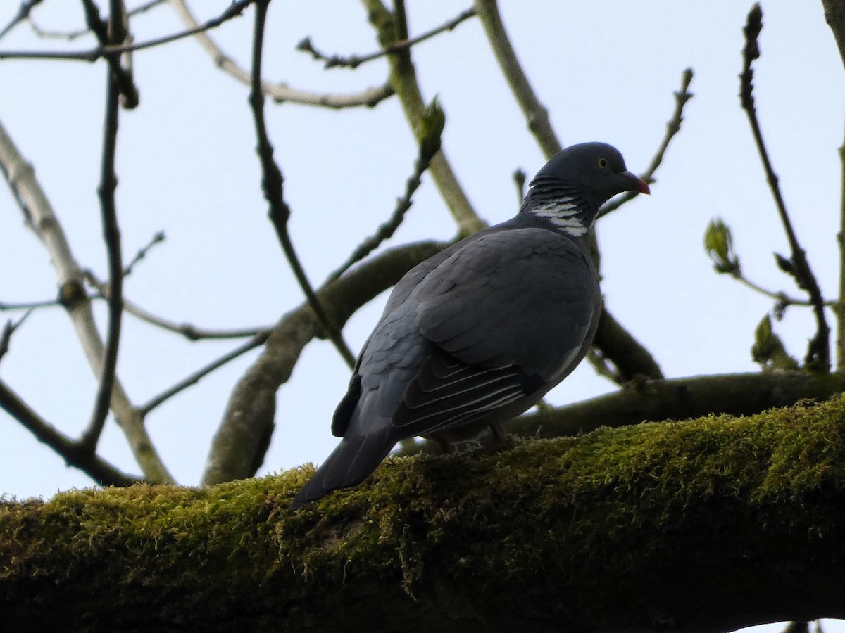 Common Wood-Pigeon - ML618671137