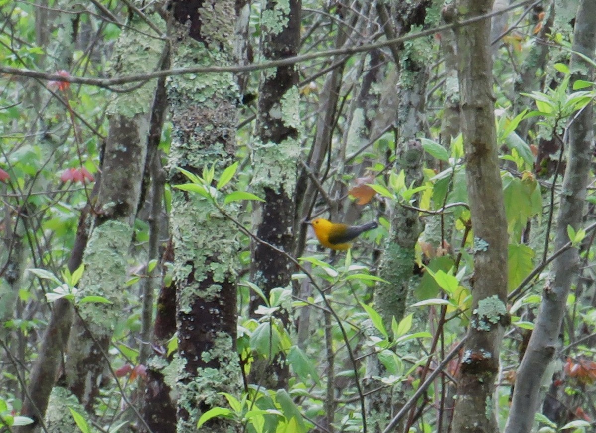 Prothonotary Warbler - ML618671144