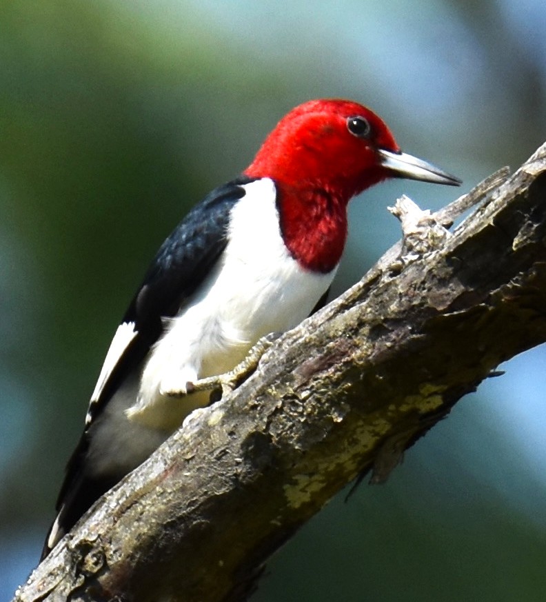 Red-headed Woodpecker - ML618671171