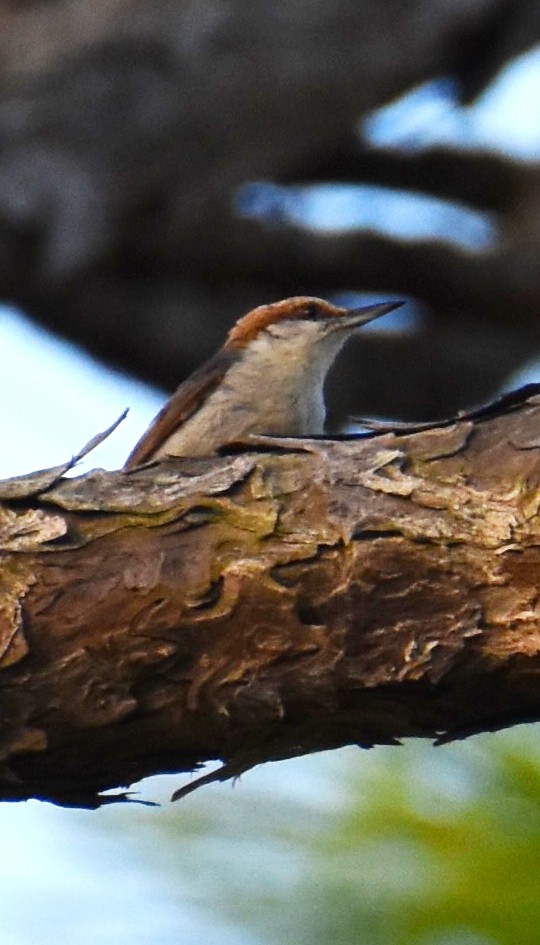 Brown-headed Nuthatch - ML618671187