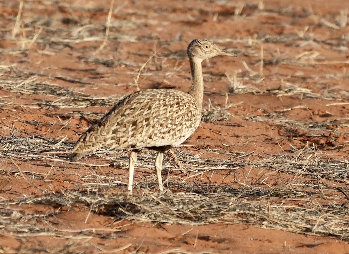 Red-crested Bustard - ML618671199