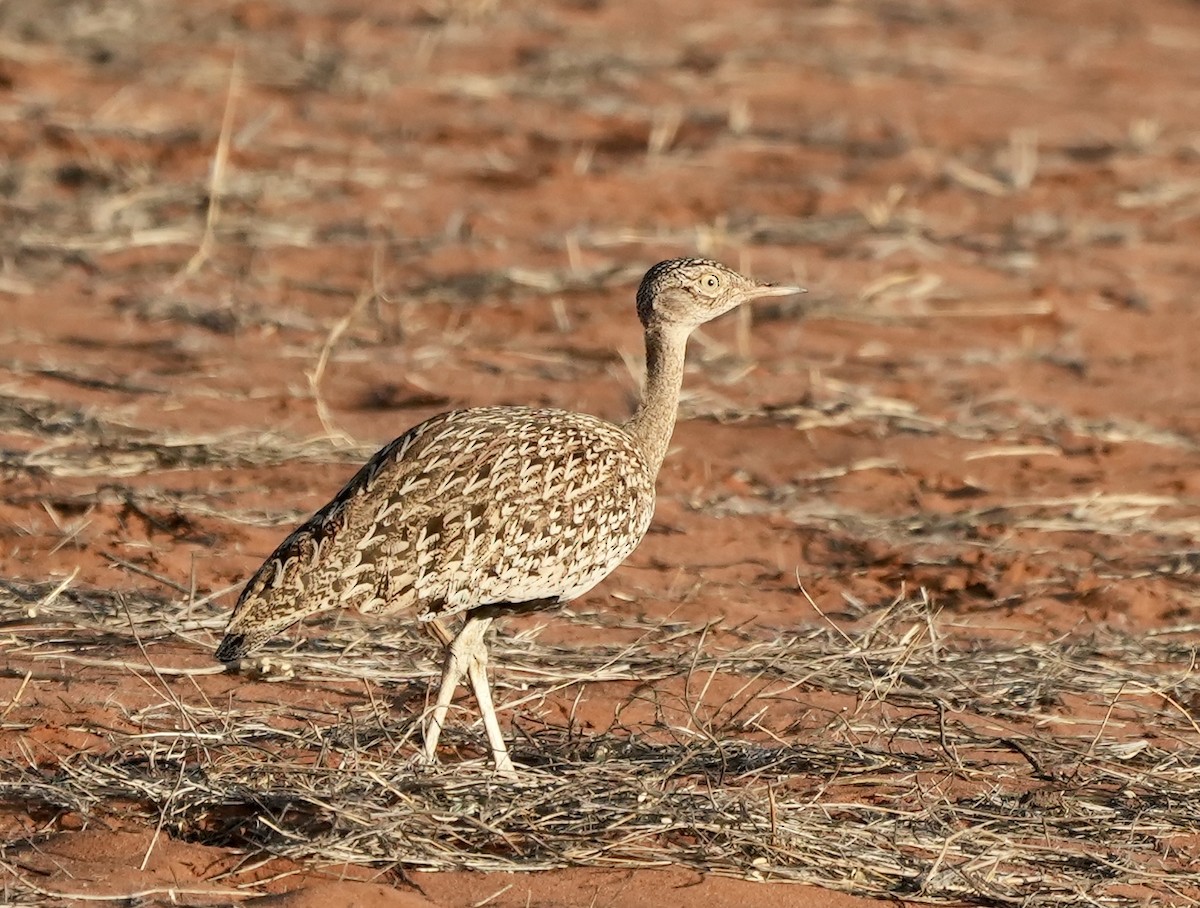 Red-crested Bustard - ML618671200