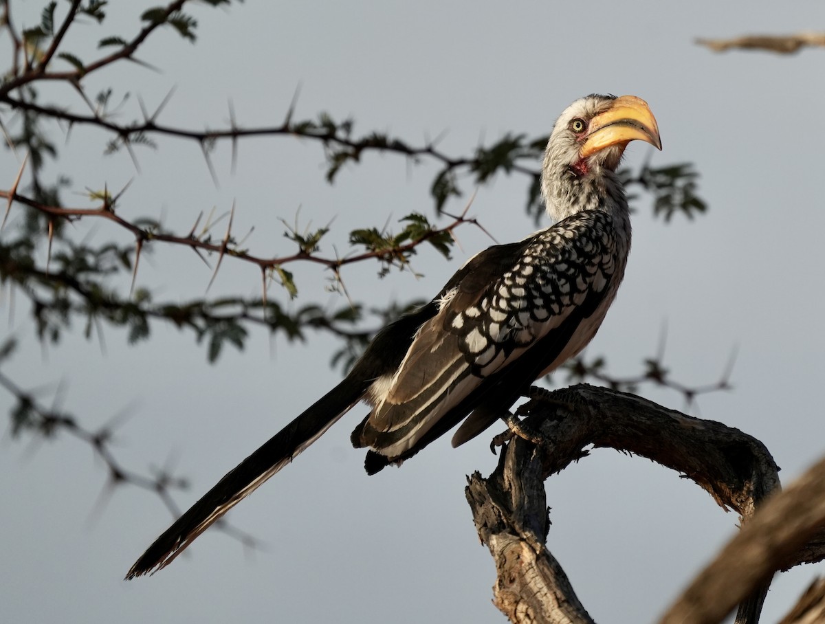 Southern Yellow-billed Hornbill - Anthony Schlencker