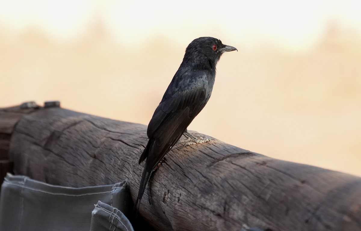 Fork-tailed Drongo - ML618671255