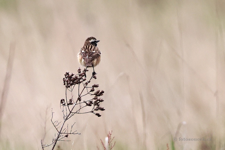 Whinchat - ML618671303
