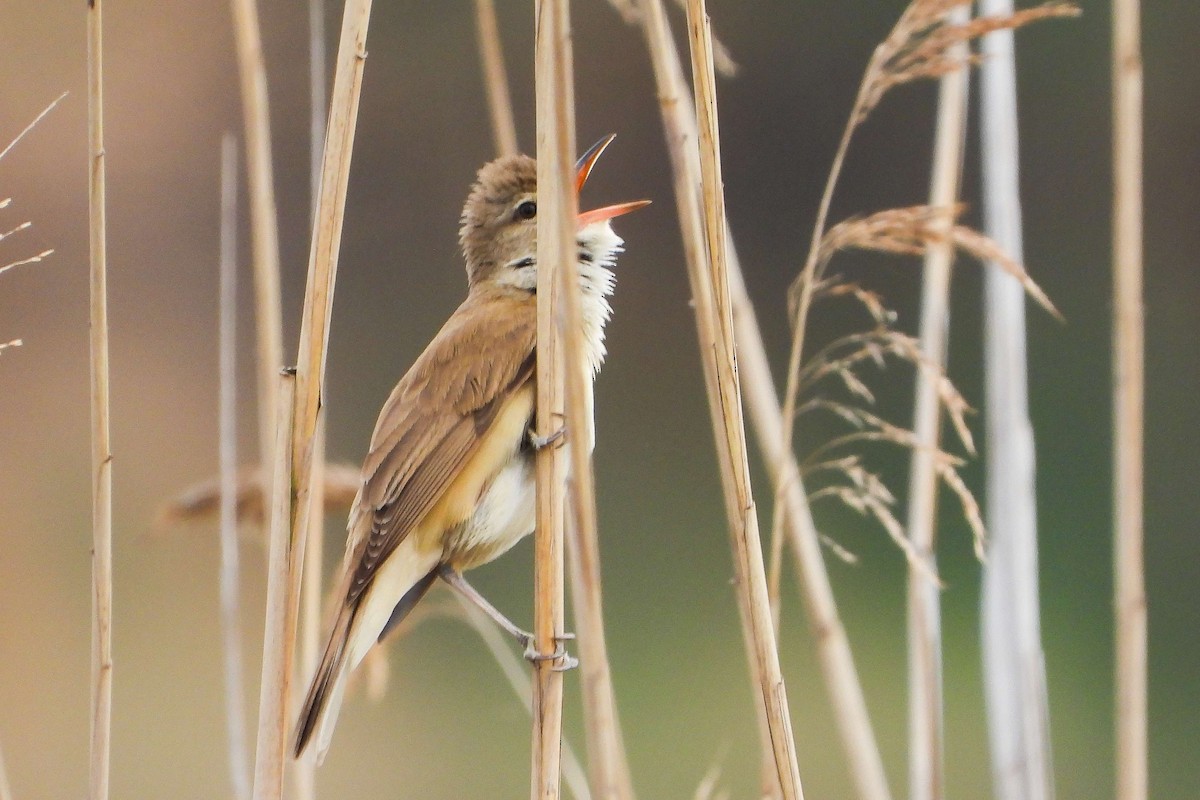 Great Reed Warbler - Vladislav Železný