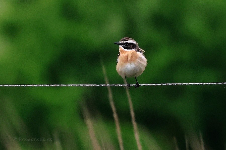 Whinchat - ML618671324
