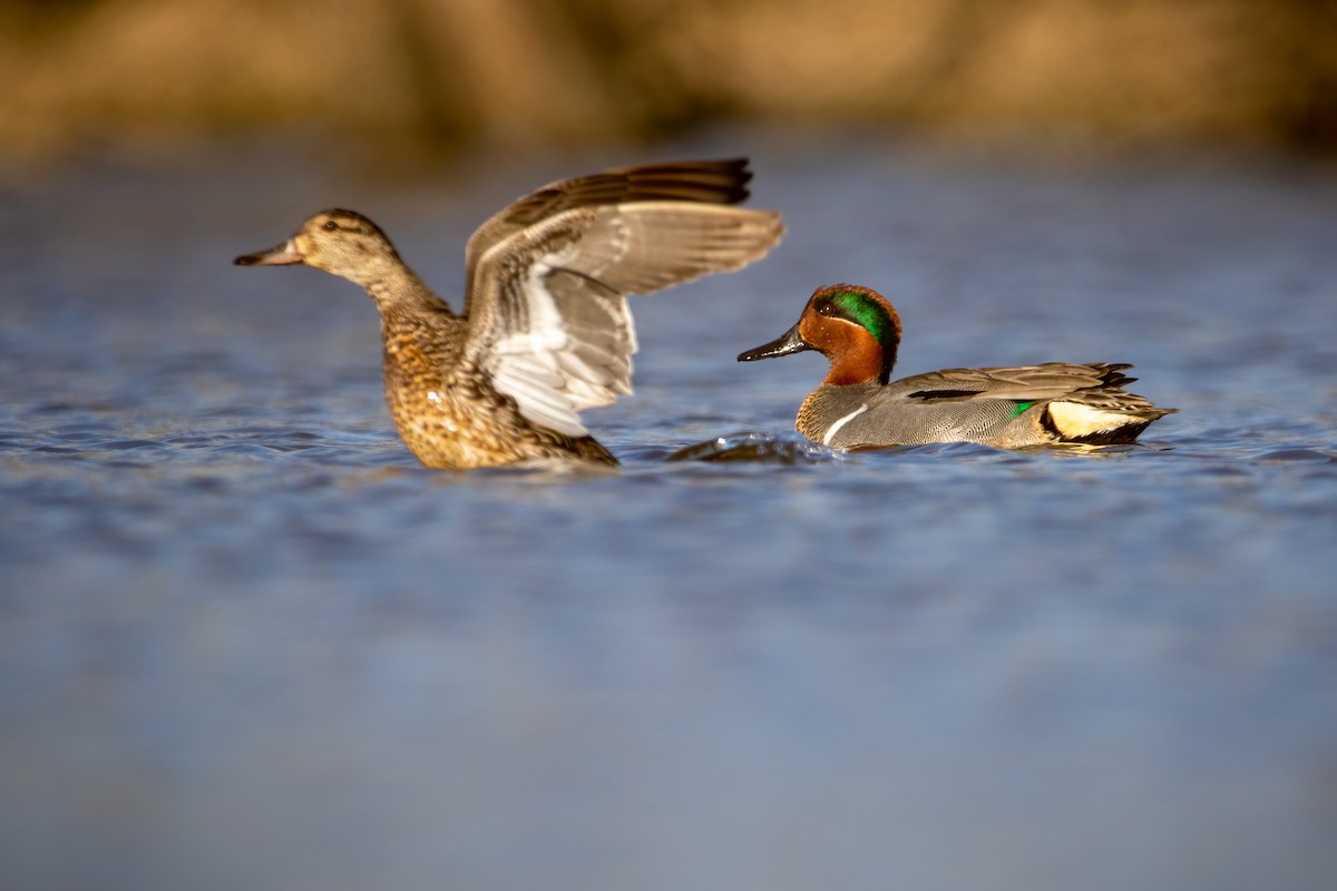 Green-winged Teal - ML618671458