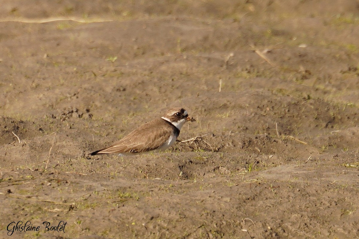 Semipalmated Plover - Ghislaine Boulet 🦉