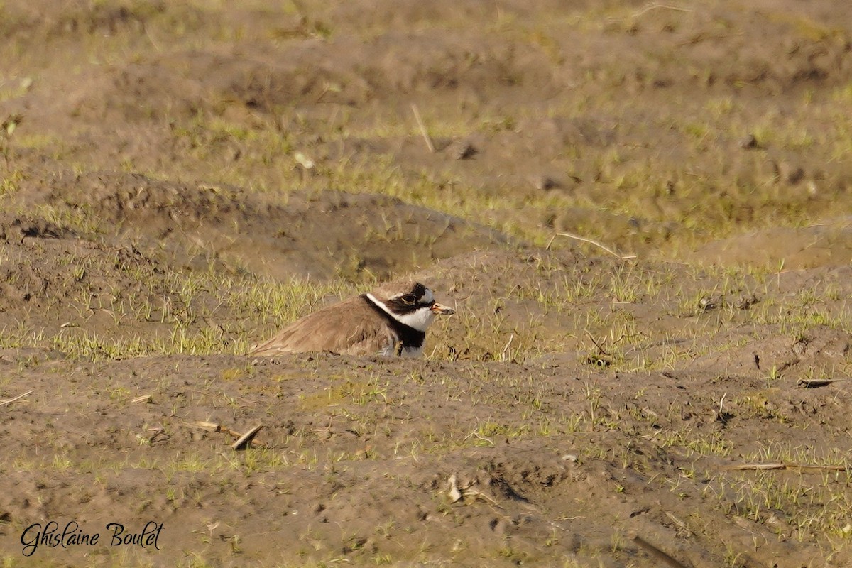 Semipalmated Plover - ML618671489