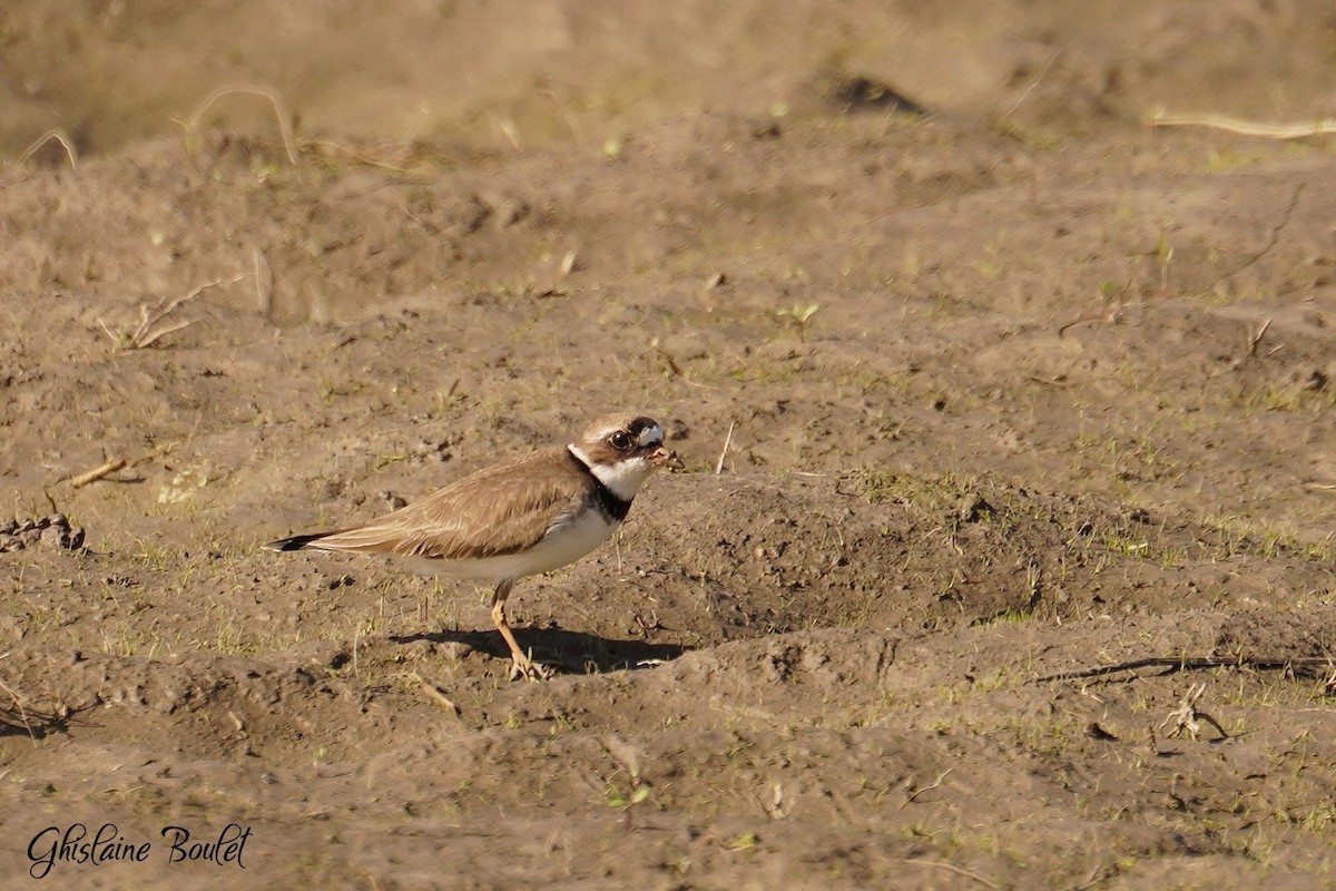 Semipalmated Plover - ML618671490