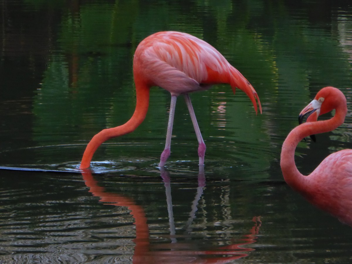 American Flamingo - Ashok Kalburgi