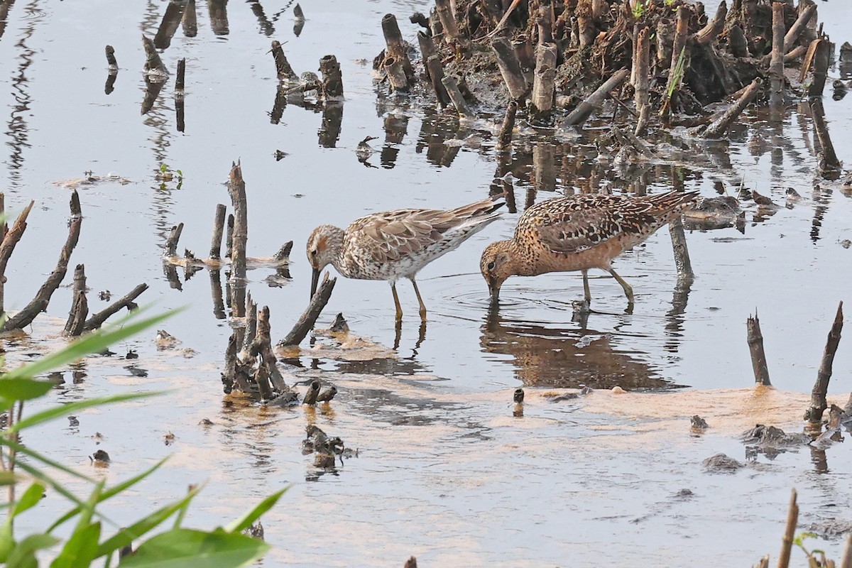 Long-billed Dowitcher - ML618671507