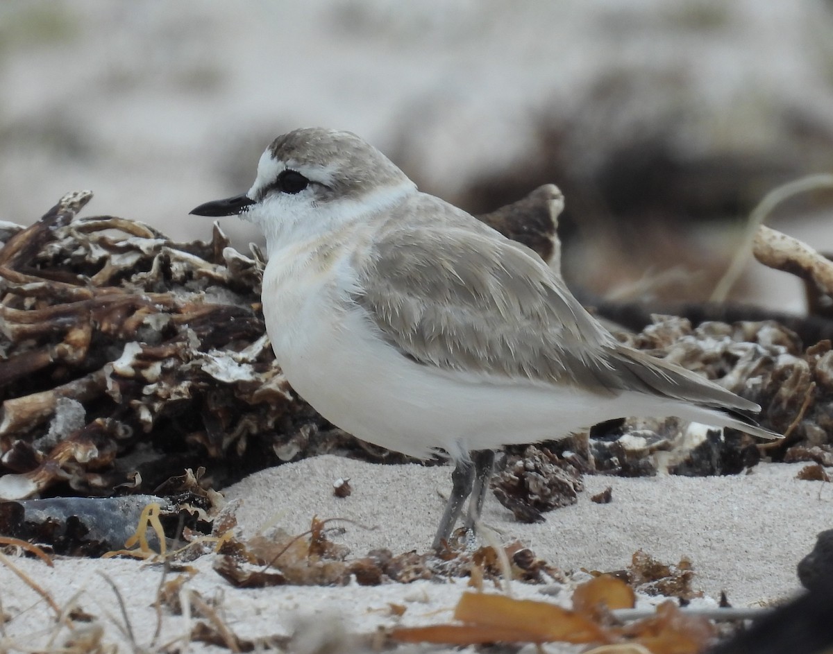 White-fronted Plover - ML618671511