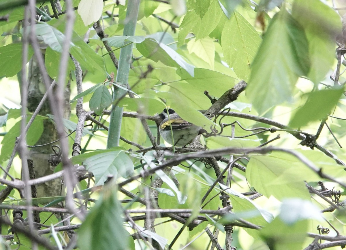 Golden-winged Warbler - Guy Foulks🍀
