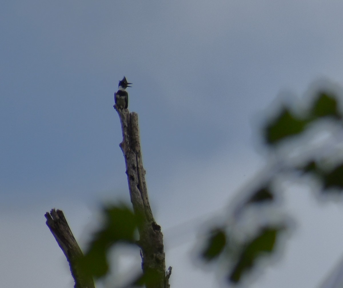 Belted Kingfisher - ML618671531