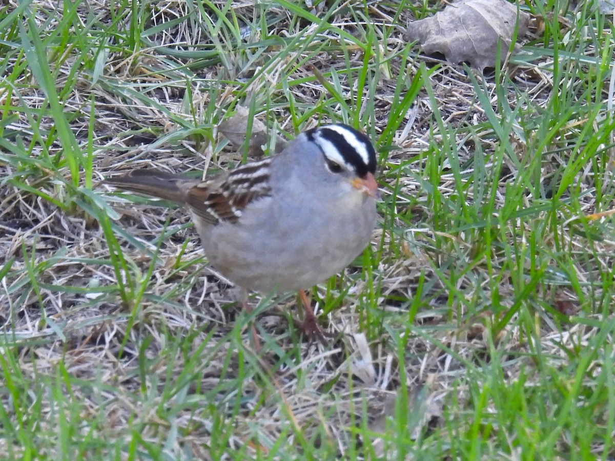 White-crowned Sparrow - ML618671544